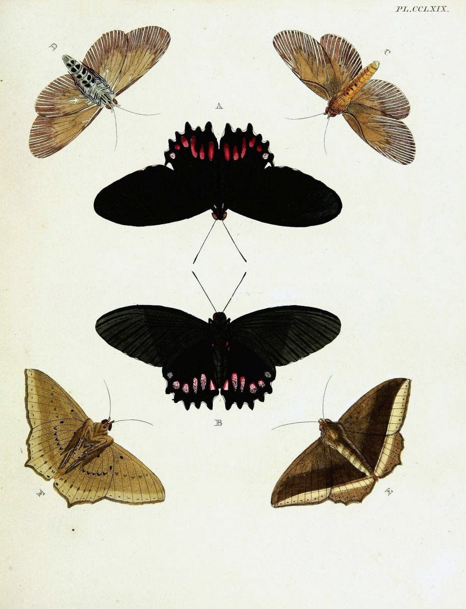 De uitlandsche kapellen voorkomende in de drie waereld-deelen, Asia, Africa en America,. | Africa America Asia Lepidoptera Surinam "Cornell University Library" | Vintage Print Reproduction 466605