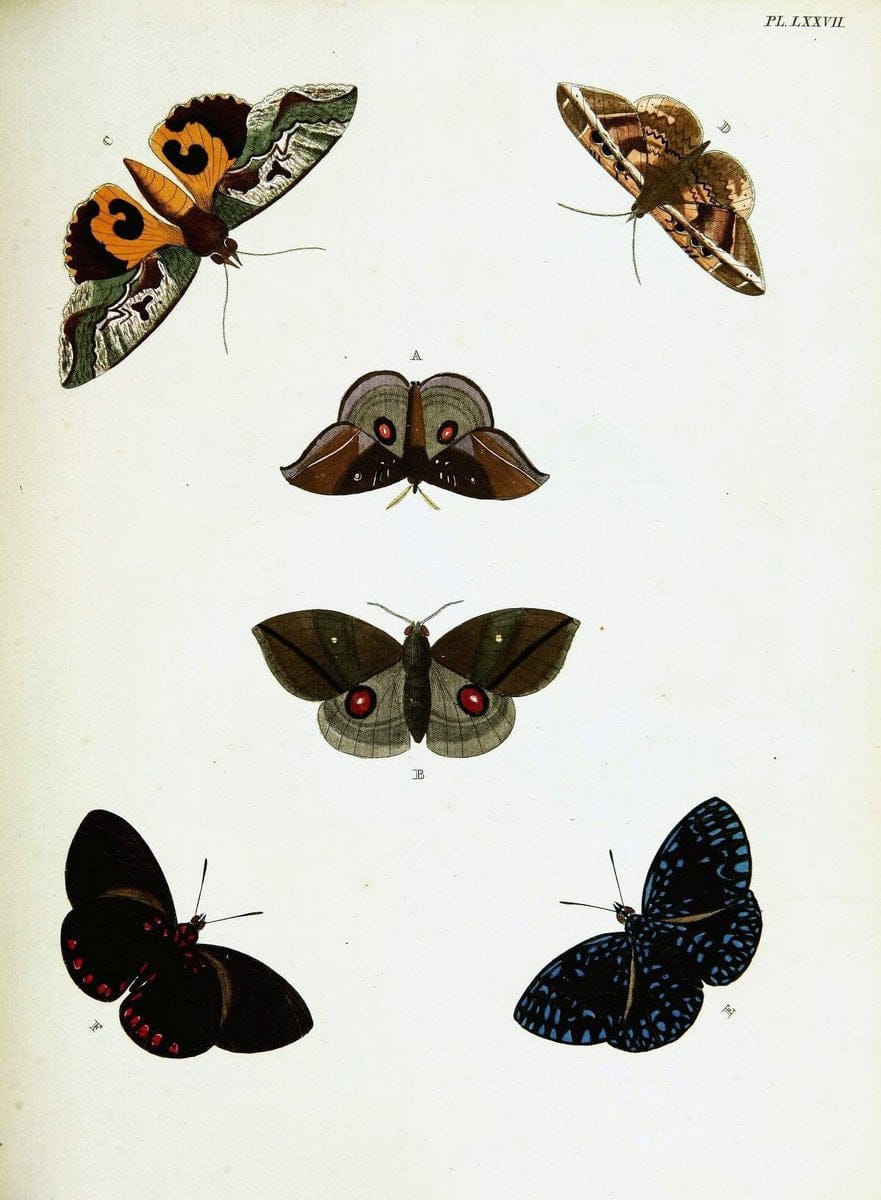 De uitlandsche kapellen voorkomende in de drie waereld-deelen, Asia, Africa en America,. | Africa America Asia Lepidoptera Surinam "Cornell University Library" | Vintage Print Reproduction 466606