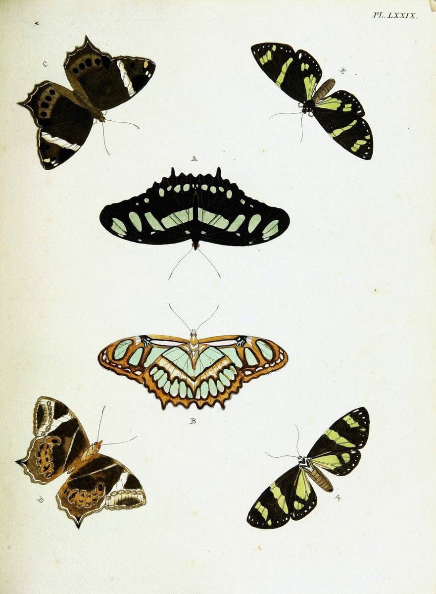 De uitlandsche kapellen voorkomende in de drie waereld-deelen, Asia, Africa en America,. | Africa America Asia Lepidoptera Surinam "Cornell University Library" | Vintage Print Reproduction 466610