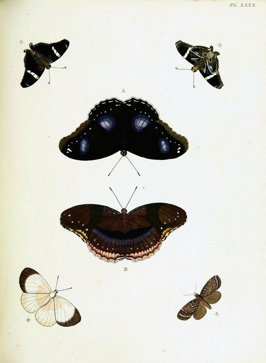 De uitlandsche kapellen voorkomende in de drie waereld-deelen, Asia, Africa en America,. | Africa America Asia Lepidoptera Surinam "Cornell University Library" | Vintage Print Reproduction 466612