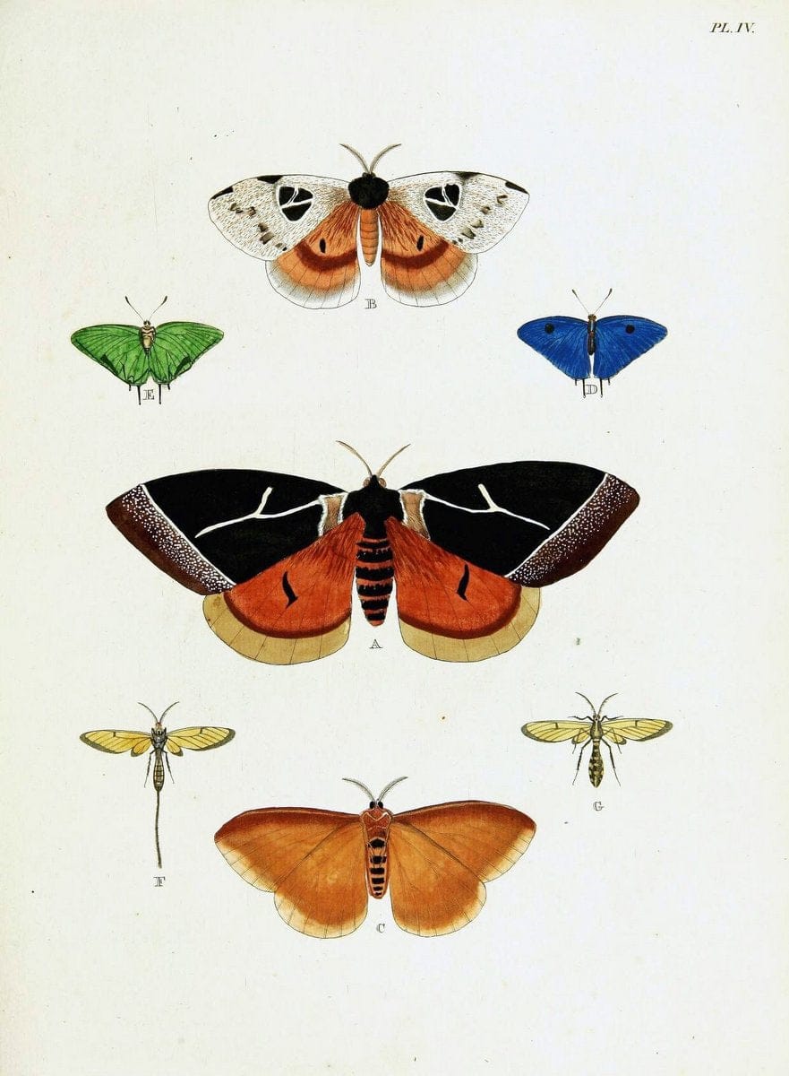 De uitlandsche kapellen voorkomende in de drie waereld-deelen, Asia, Africa en America,. | Africa America Asia Lepidoptera Surinam "Cornell University Library" | Vintage Print Reproduction 466615