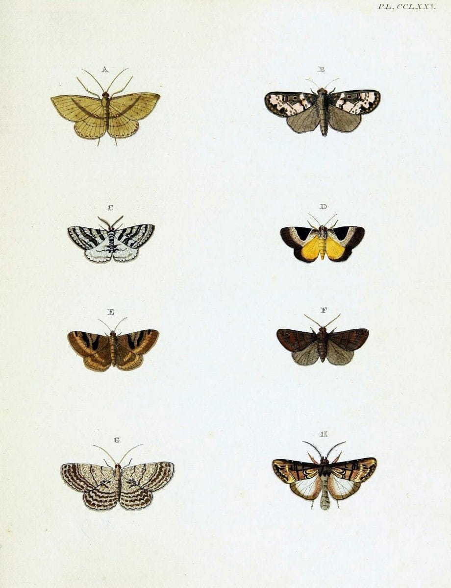 De uitlandsche kapellen voorkomende in de drie waereld-deelen, Asia, Africa en America,. | Africa America Asia Lepidoptera Surinam "Cornell University Library" | Vintage Print Reproduction 466618
