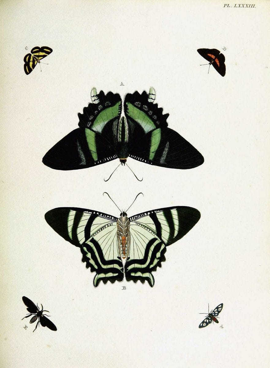 De uitlandsche kapellen voorkomende in de drie waereld-deelen, Asia, Africa en America,. | Africa America Asia Lepidoptera Surinam "Cornell University Library" | Vintage Print Reproduction 466621