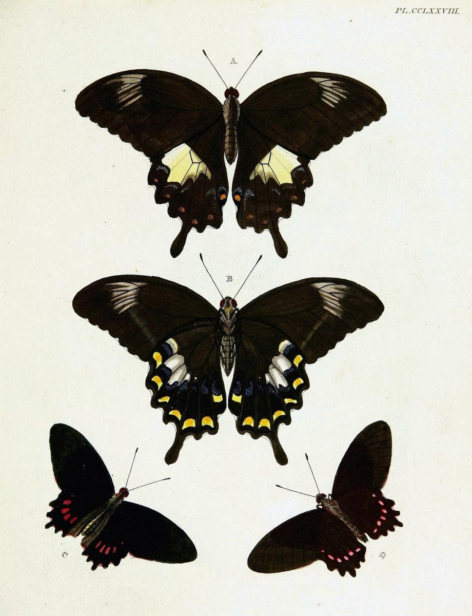 De uitlandsche kapellen voorkomende in de drie waereld-deelen, Asia, Africa en America,. | Africa America Asia Lepidoptera Surinam "Cornell University Library" | Vintage Print Reproduction 466625