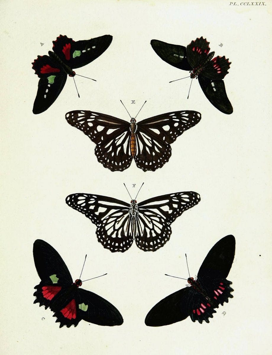 De uitlandsche kapellen voorkomende in de drie waereld-deelen, Asia, Africa en America,. | Africa America Asia Lepidoptera Surinam "Cornell University Library" | Vintage Print Reproduction 466627