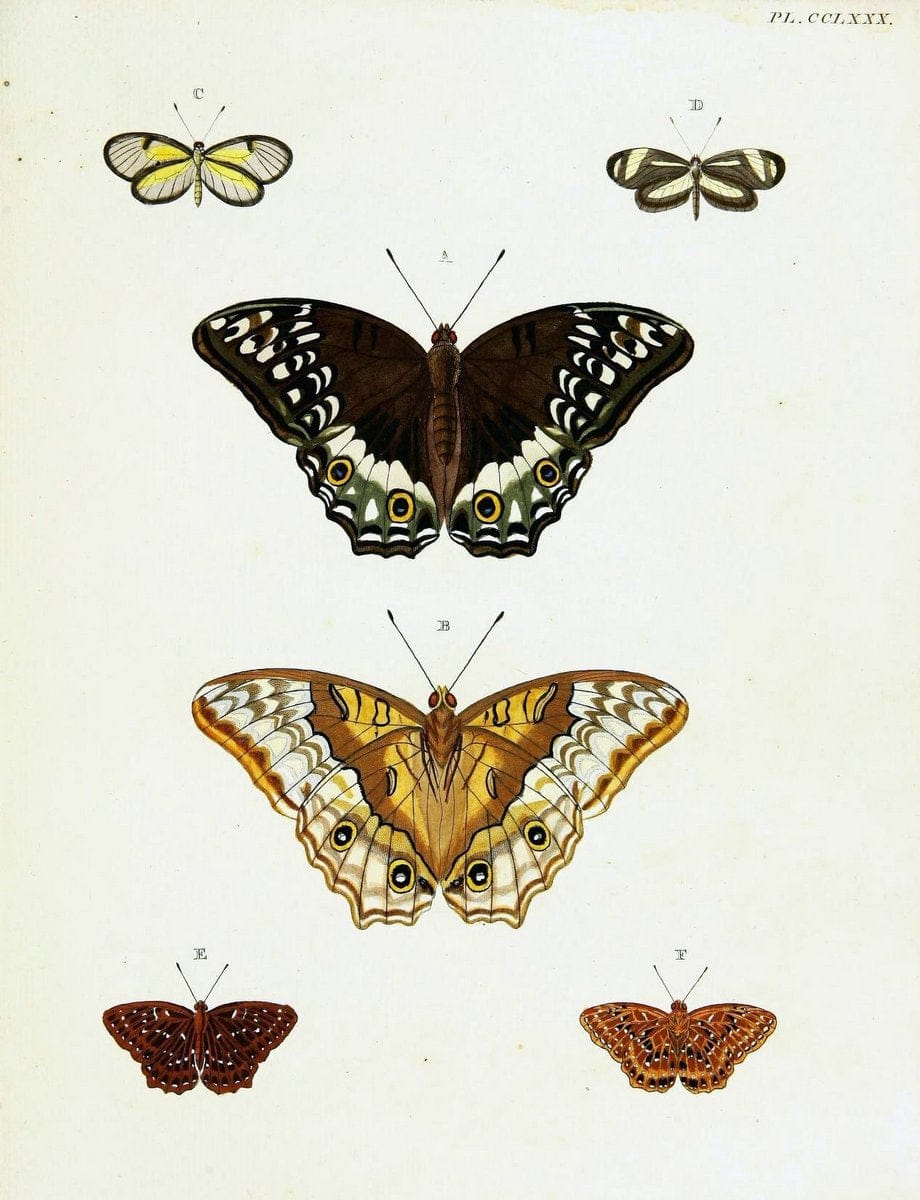 De uitlandsche kapellen voorkomende in de drie waereld-deelen, Asia, Africa en America,. | Africa America Asia Lepidoptera Surinam "Cornell University Library" | Vintage Print Reproduction 466629