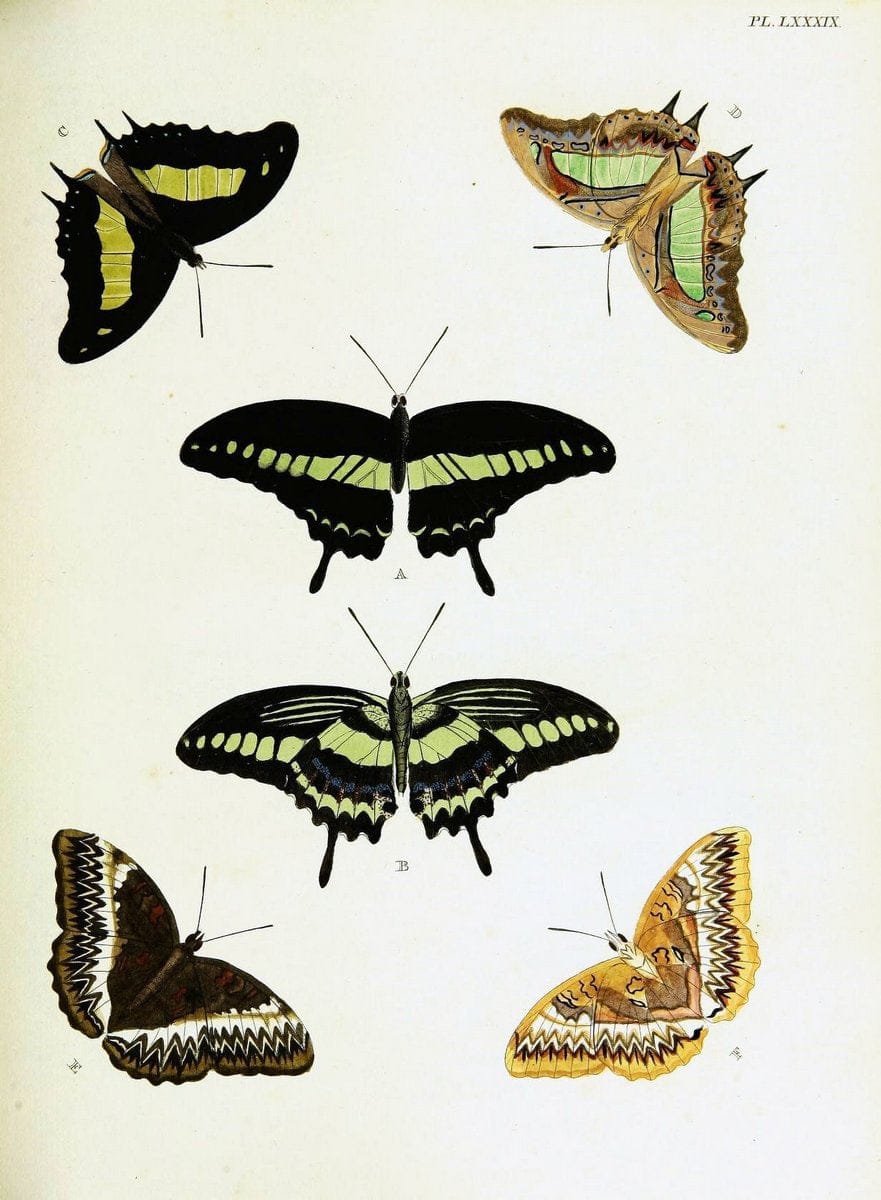 De uitlandsche kapellen voorkomende in de drie waereld-deelen, Asia, Africa en America,. | Africa America Asia Lepidoptera Surinam "Cornell University Library" | Vintage Print Reproduction 466633