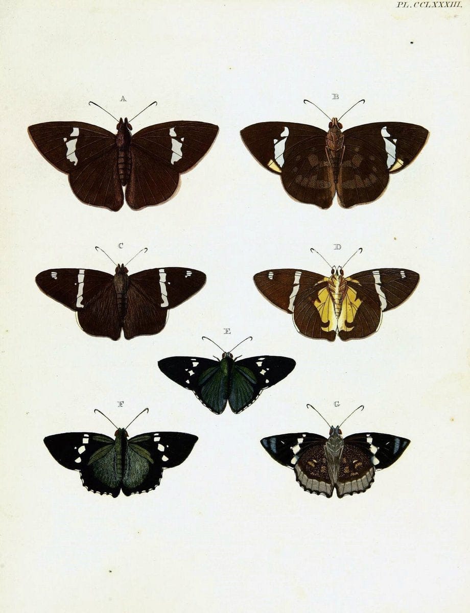 De uitlandsche kapellen voorkomende in de drie waereld-deelen, Asia, Africa en America,. | Africa America Asia Lepidoptera Surinam "Cornell University Library" | Vintage Print Reproduction 466634
