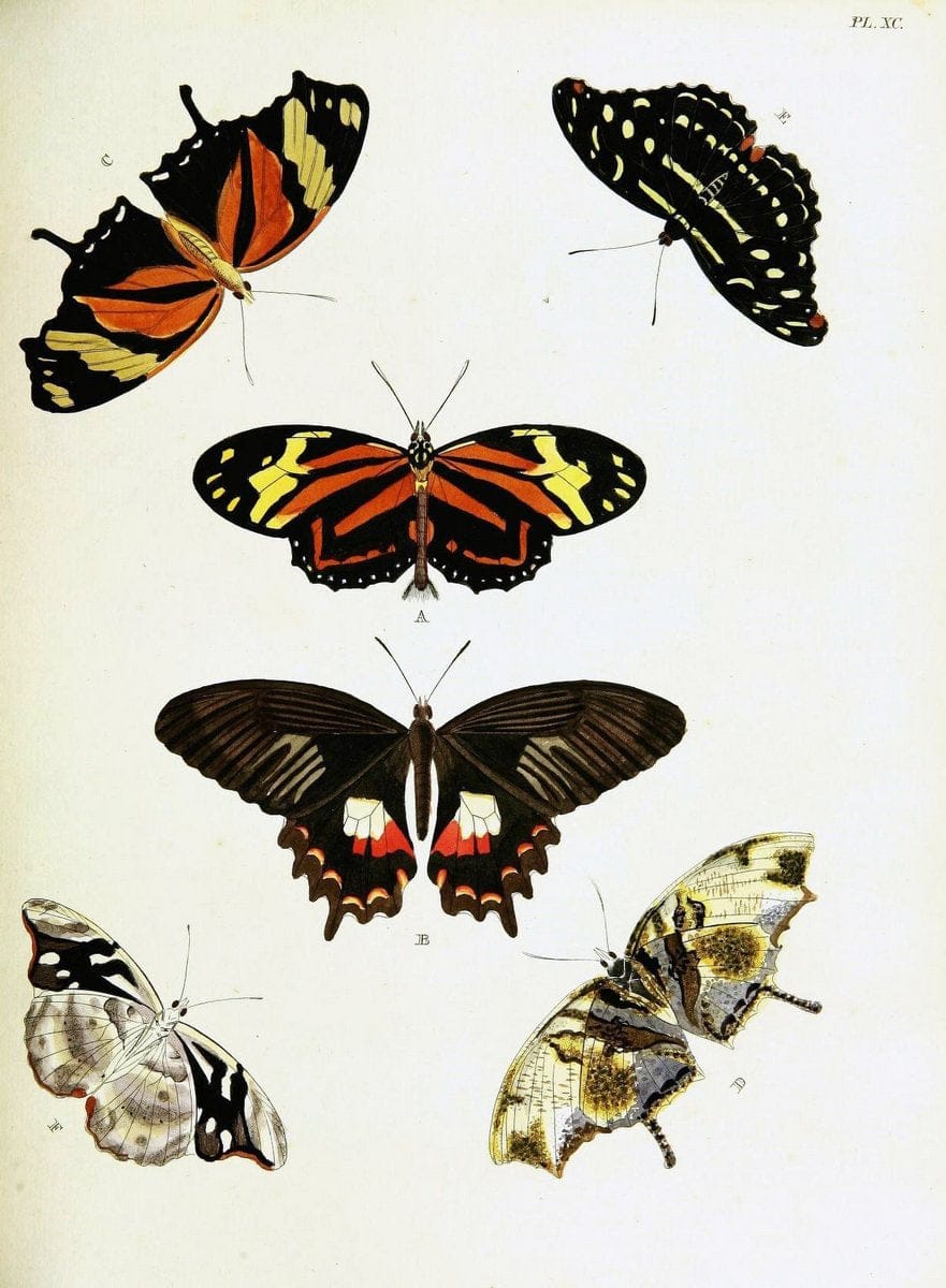 De uitlandsche kapellen voorkomende in de drie waereld-deelen, Asia, Africa en America,. | Africa America Asia Lepidoptera Surinam "Cornell University Library" | Vintage Print Reproduction 466635
