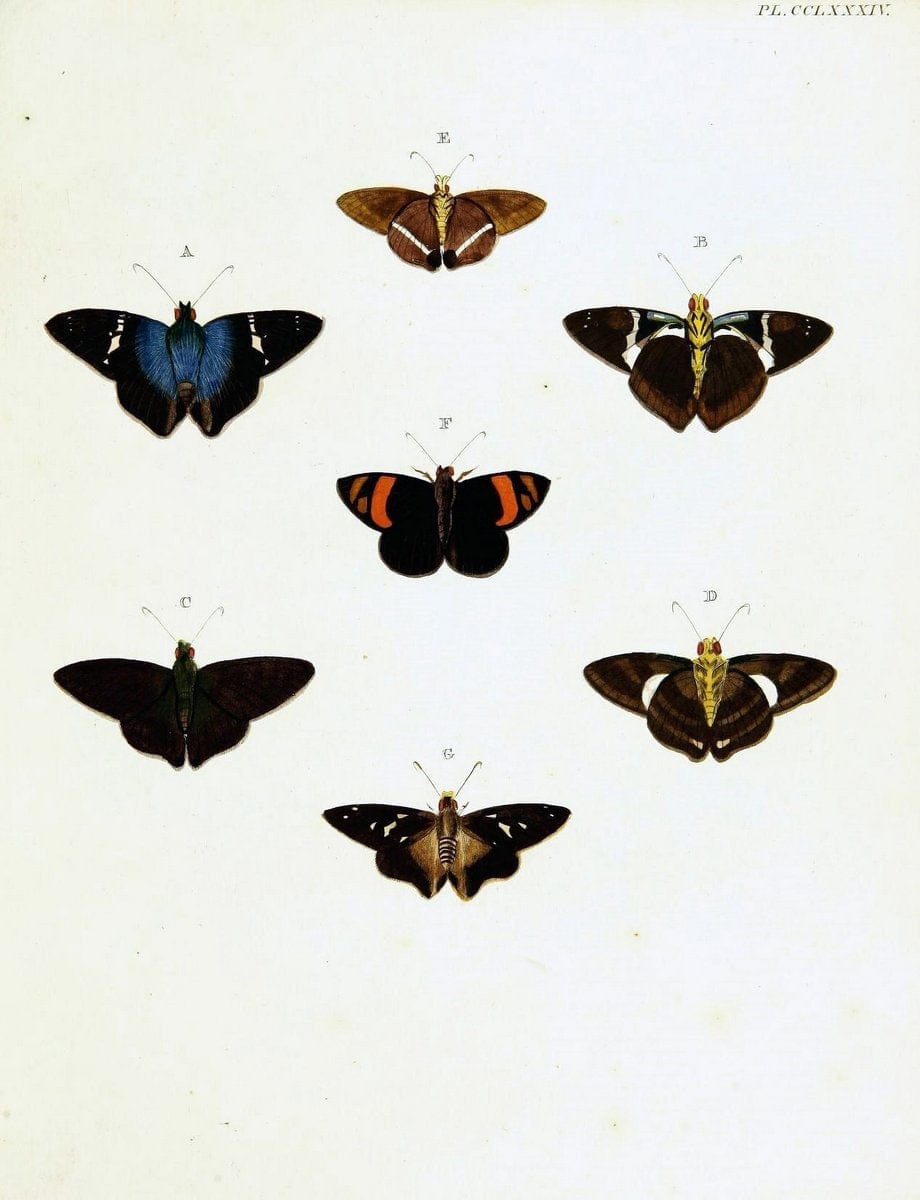De uitlandsche kapellen voorkomende in de drie waereld-deelen, Asia, Africa en America,. | Africa America Asia Lepidoptera Surinam "Cornell University Library" | Vintage Print Reproduction 466639