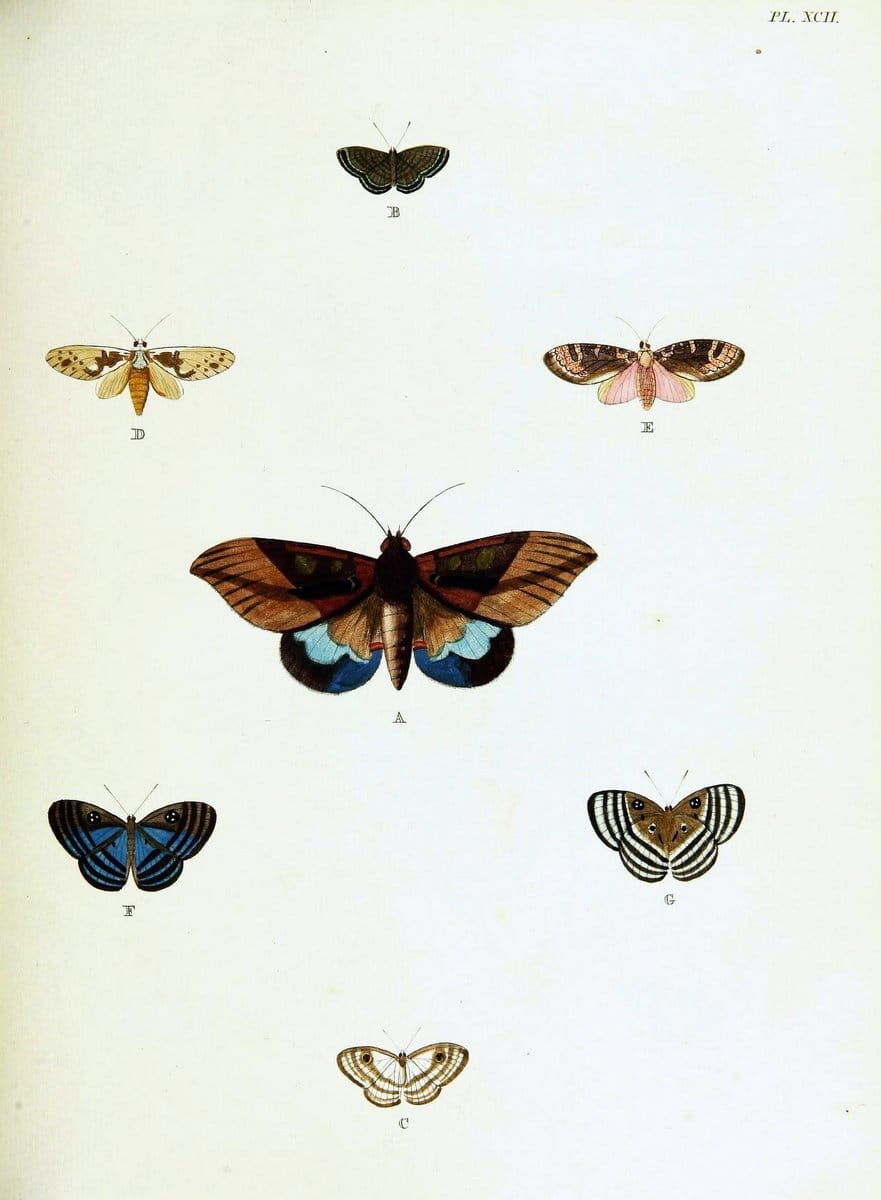 De uitlandsche kapellen voorkomende in de drie waereld-deelen, Asia, Africa en America,. | Africa America Asia Lepidoptera Surinam "Cornell University Library" | Vintage Print Reproduction 466640