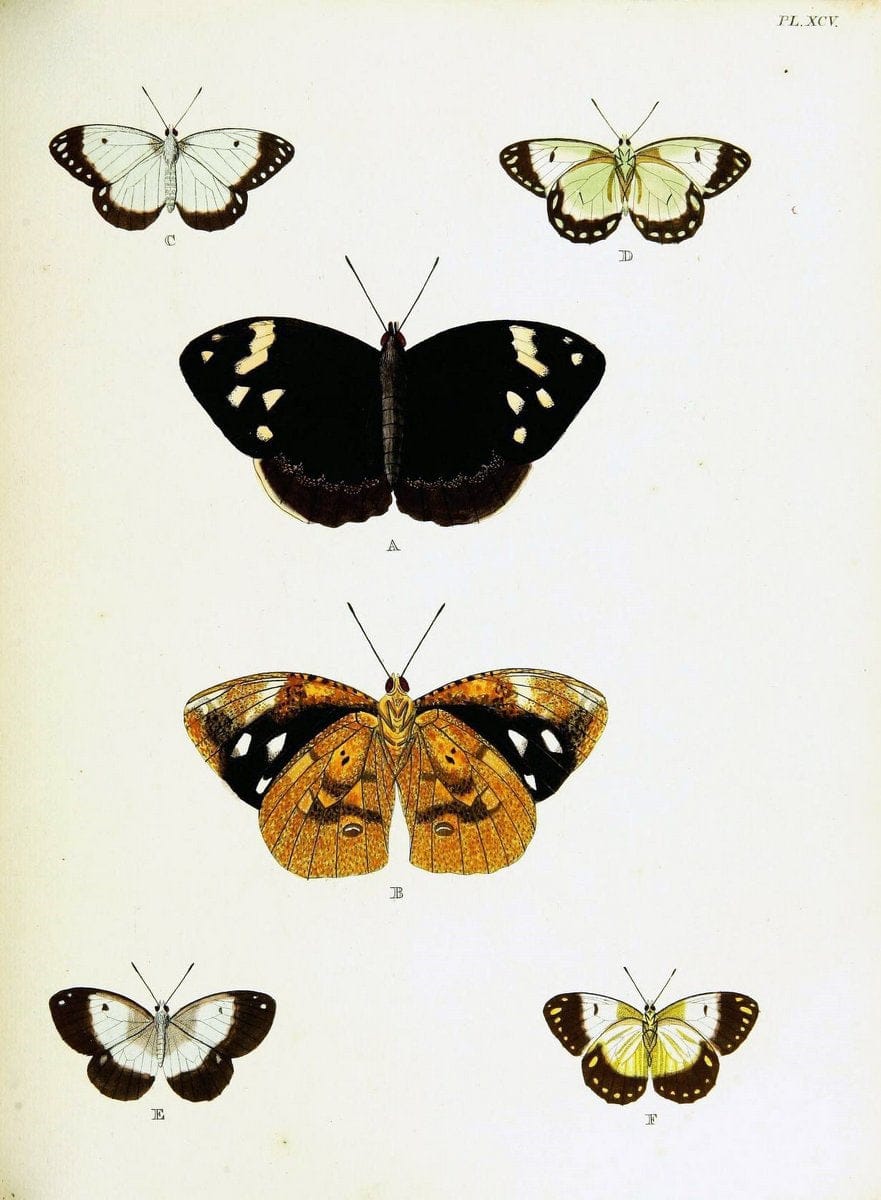 De uitlandsche kapellen voorkomende in de drie waereld-deelen, Asia, Africa en America,. | Africa America Asia Lepidoptera Surinam "Cornell University Library" | Vintage Print Reproduction 466646