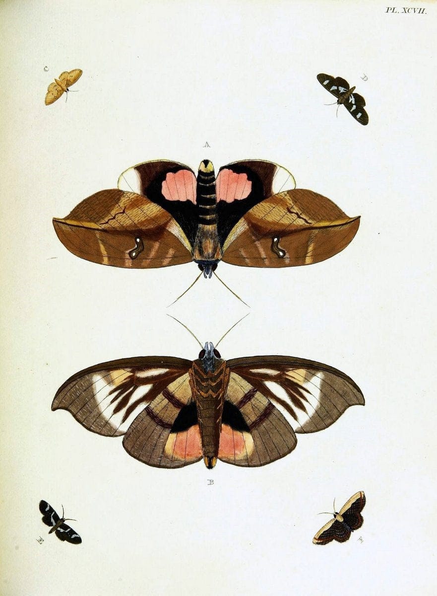De uitlandsche kapellen voorkomende in de drie waereld-deelen, Asia, Africa en America,. | Africa America Asia Lepidoptera Surinam "Cornell University Library" | Vintage Print Reproduction 466650