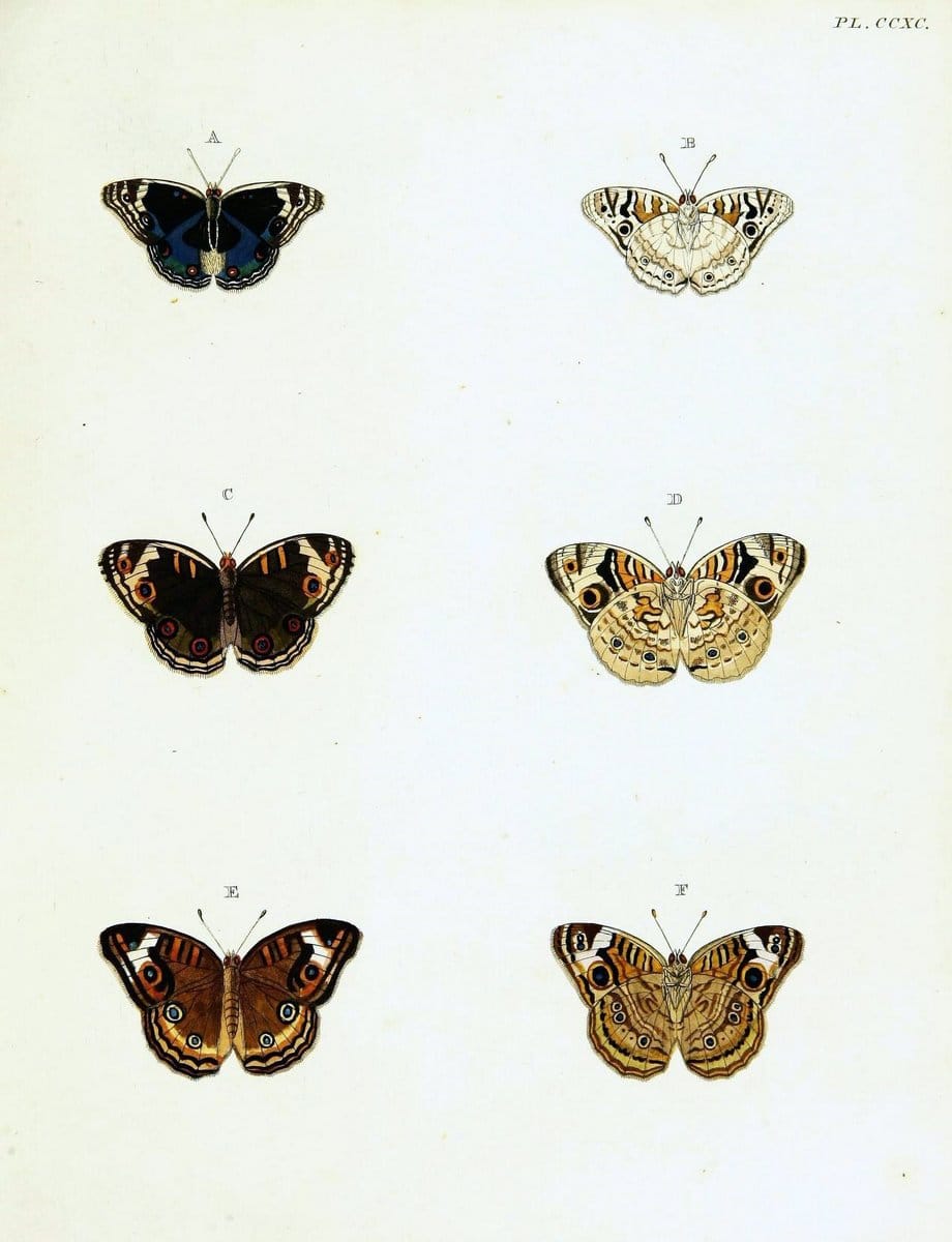 De uitlandsche kapellen voorkomende in de drie waereld-deelen, Asia, Africa en America,. | Africa America Asia Lepidoptera Surinam "Cornell University Library" | Vintage Print Reproduction 466651