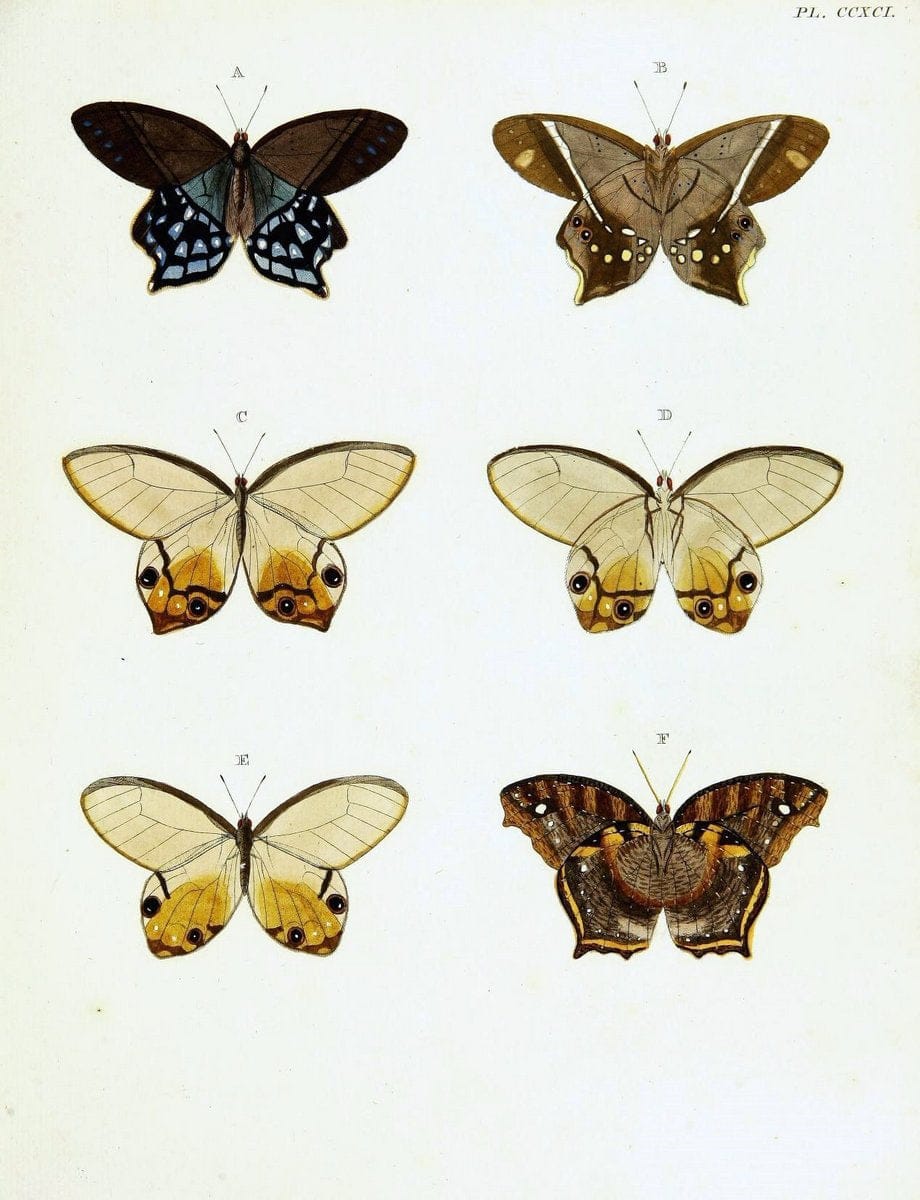 De uitlandsche kapellen voorkomende in de drie waereld-deelen, Asia, Africa en America,. | Africa America Asia Lepidoptera Surinam "Cornell University Library" | Vintage Print Reproduction 466653