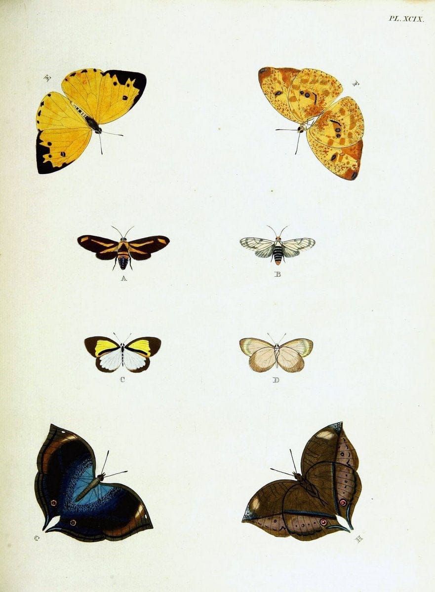 De uitlandsche kapellen voorkomende in de drie waereld-deelen, Asia, Africa en America,. | Africa America Asia Lepidoptera Surinam "Cornell University Library" | Vintage Print Reproduction 466655
