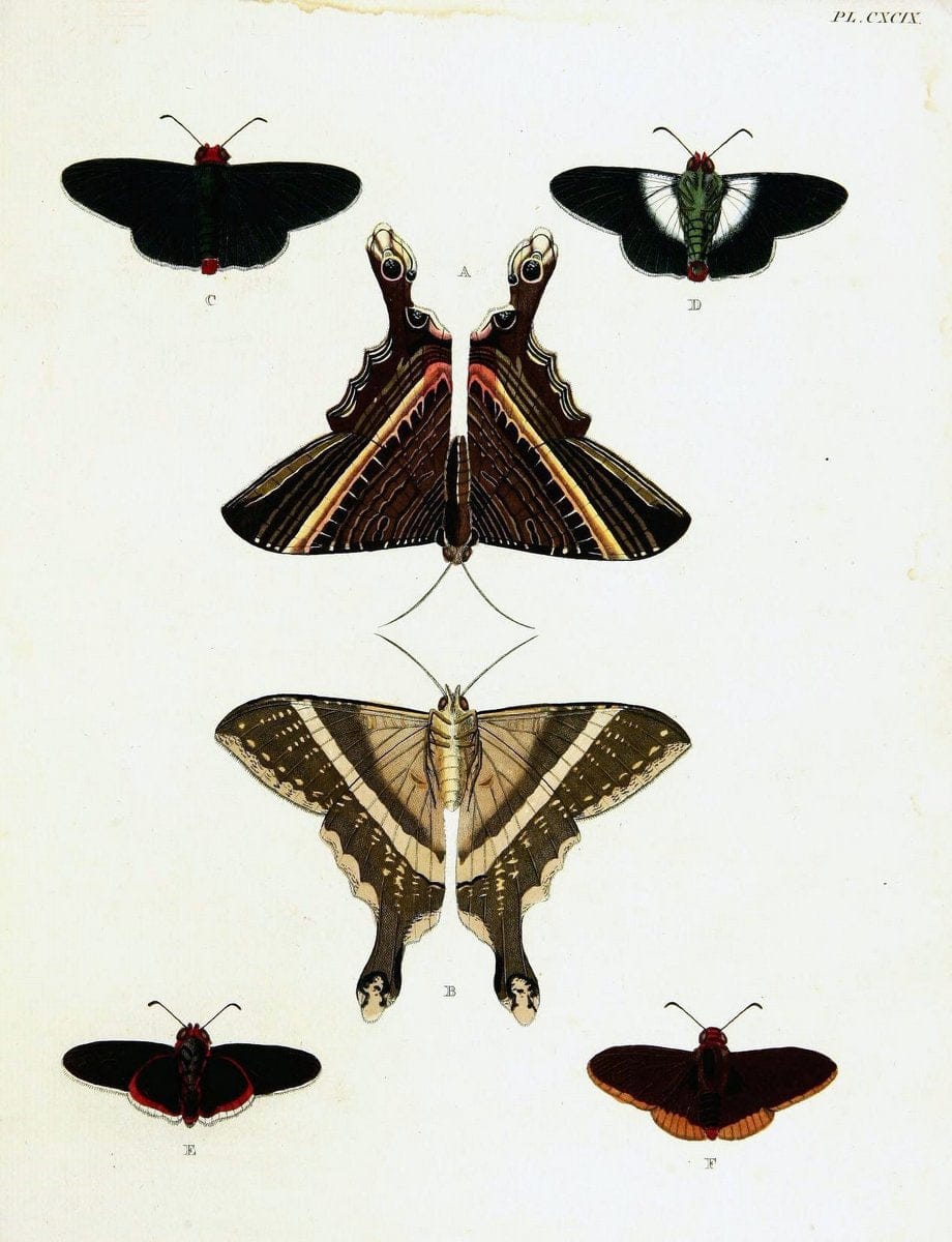 De uitlandsche kapellen voorkomende in de drie waereld-deelen, Asia, Africa en America,. | Africa America Asia Lepidoptera Surinam "Cornell University Library" | Vintage Print Reproduction 466657