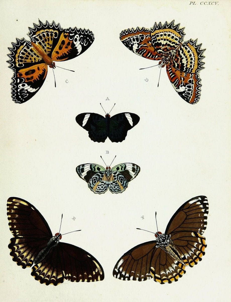 De uitlandsche kapellen voorkomende in de drie waereld-deelen, Asia, Africa en America,. | Africa America Asia Lepidoptera Surinam "Cornell University Library" | Vintage Print Reproduction 466662