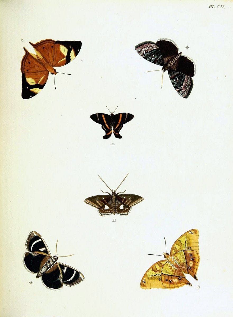 De uitlandsche kapellen voorkomende in de drie waereld-deelen, Asia, Africa en America,. | Africa America Asia Lepidoptera Surinam "Cornell University Library" | Vintage Print Reproduction 466663