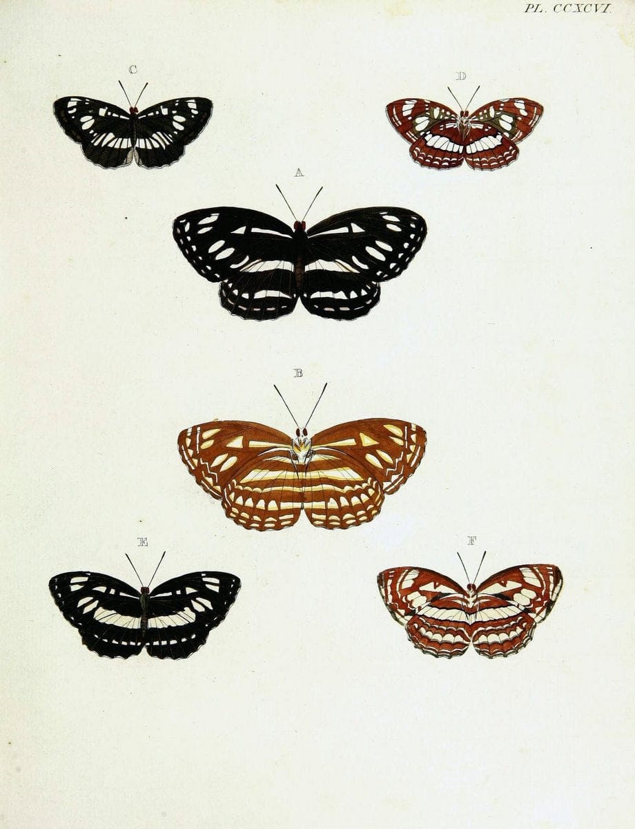 De uitlandsche kapellen voorkomende in de drie waereld-deelen, Asia, Africa en America,. | Africa America Asia Lepidoptera Surinam "Cornell University Library" | Vintage Print Reproduction 466664