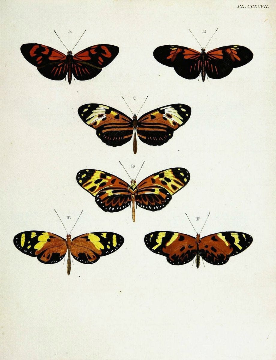 De uitlandsche kapellen voorkomende in de drie waereld-deelen, Asia, Africa en America,. | Africa America Asia Lepidoptera Surinam "Cornell University Library" | Vintage Print Reproduction 466666