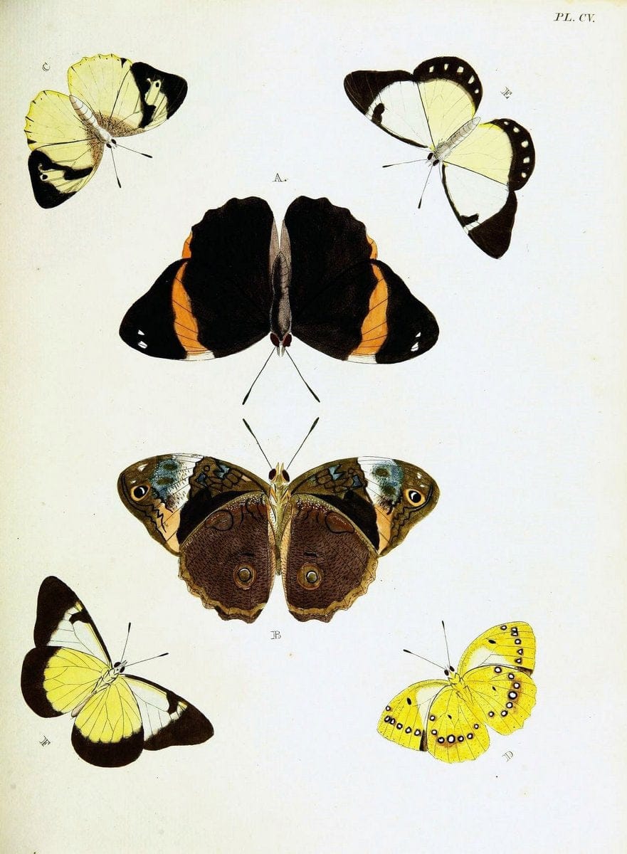 De uitlandsche kapellen voorkomende in de drie waereld-deelen, Asia, Africa en America,. | Africa America Asia Lepidoptera Surinam "Cornell University Library" | Vintage Print Reproduction 466668