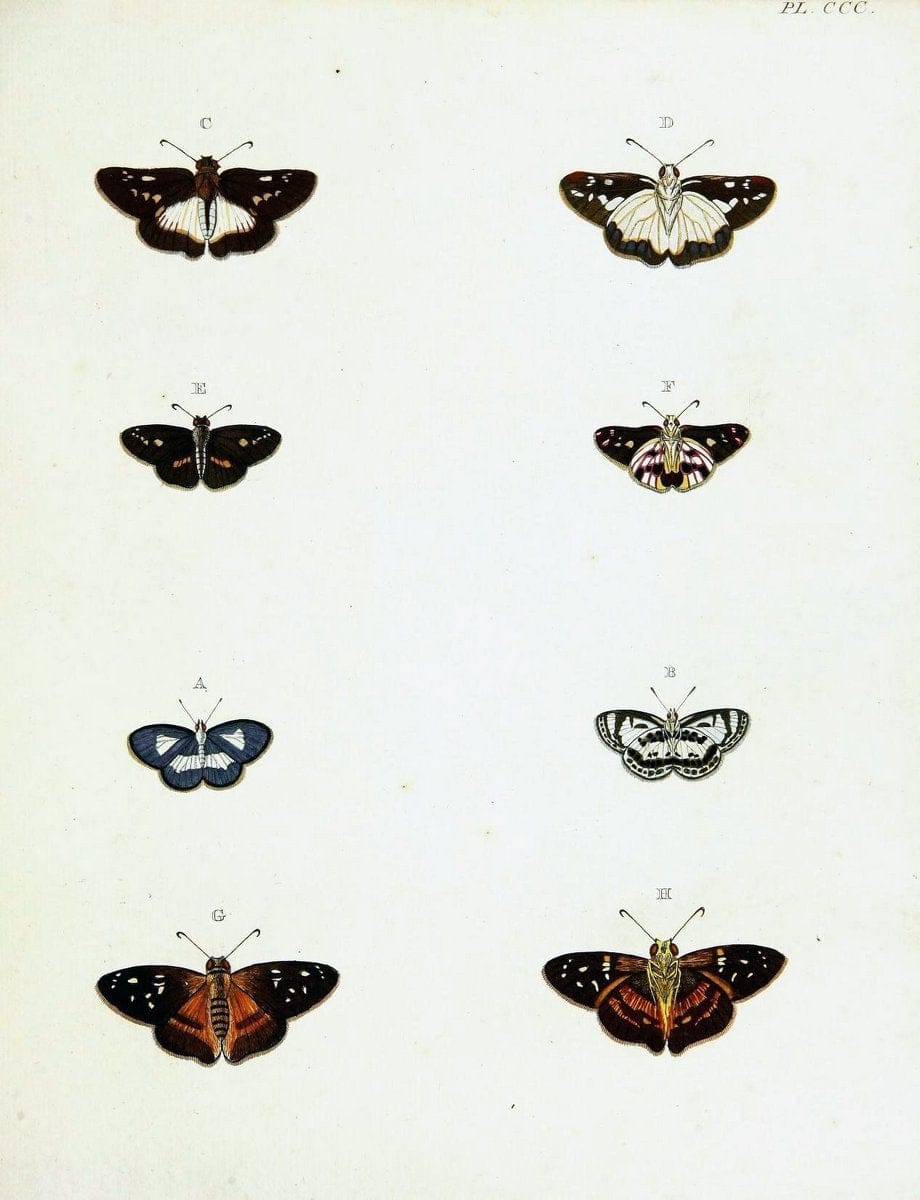 De uitlandsche kapellen voorkomende in de drie waereld-deelen, Asia, Africa en America,. | Africa America Asia Lepidoptera Surinam "Cornell University Library" | Vintage Print Reproduction 466673
