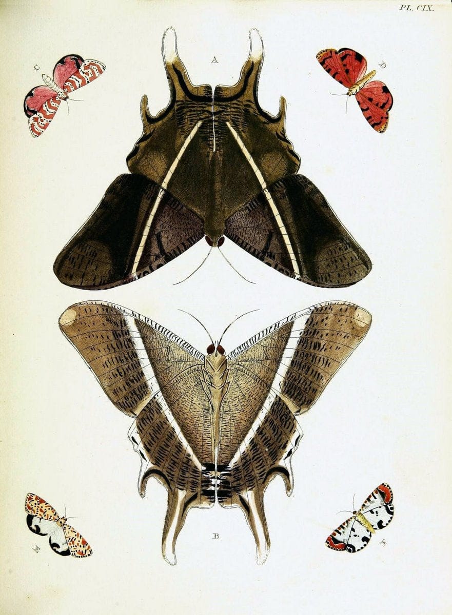 De uitlandsche kapellen voorkomende in de drie waereld-deelen, Asia, Africa en America,. | Africa America Asia Lepidoptera Surinam "Cornell University Library" | Vintage Print Reproduction 466676