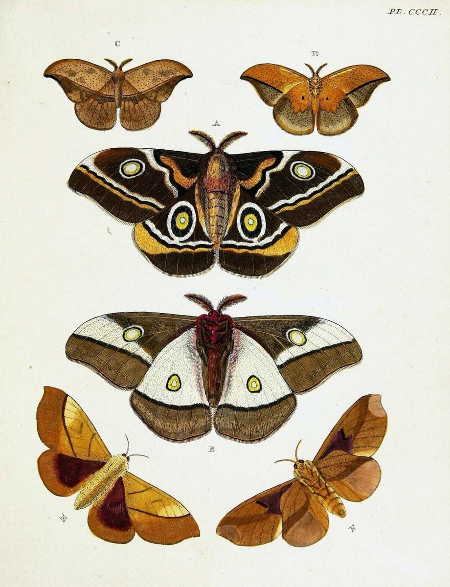De uitlandsche kapellen voorkomende in de drie waereld-deelen, Asia, Africa en America,. | Africa America Asia Lepidoptera Surinam "Cornell University Library" | Vintage Print Reproduction 466677