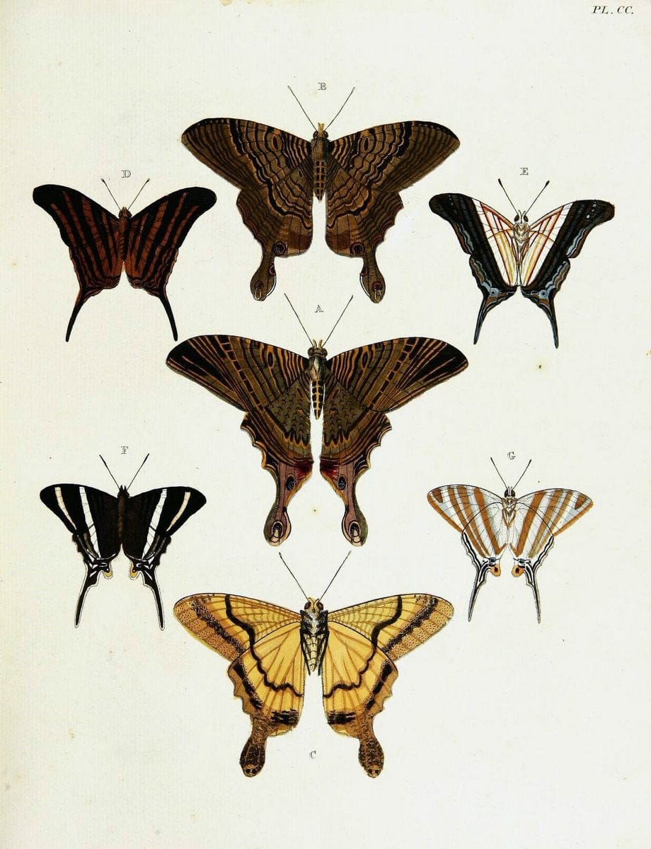 De uitlandsche kapellen voorkomende in de drie waereld-deelen, Asia, Africa en America,. | Africa America Asia Lepidoptera Surinam "Cornell University Library" | Vintage Print Reproduction 466679