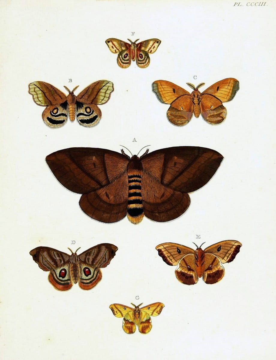 De uitlandsche kapellen voorkomende in de drie waereld-deelen, Asia, Africa en America,. | Africa America Asia Lepidoptera Surinam "Cornell University Library" | Vintage Print Reproduction 466681