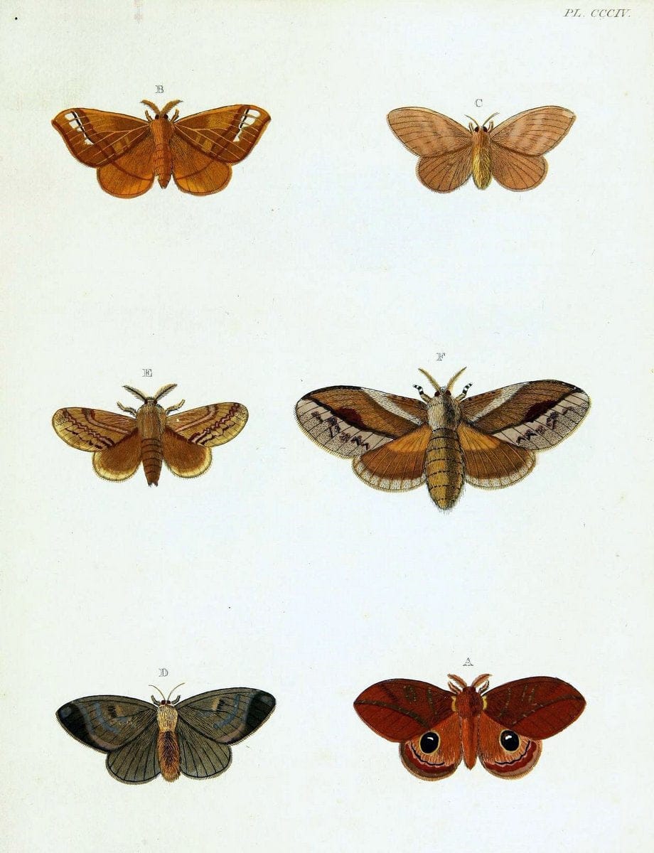De uitlandsche kapellen voorkomende in de drie waereld-deelen, Asia, Africa en America,. | Africa America Asia Lepidoptera Surinam "Cornell University Library" | Vintage Print Reproduction 466682
