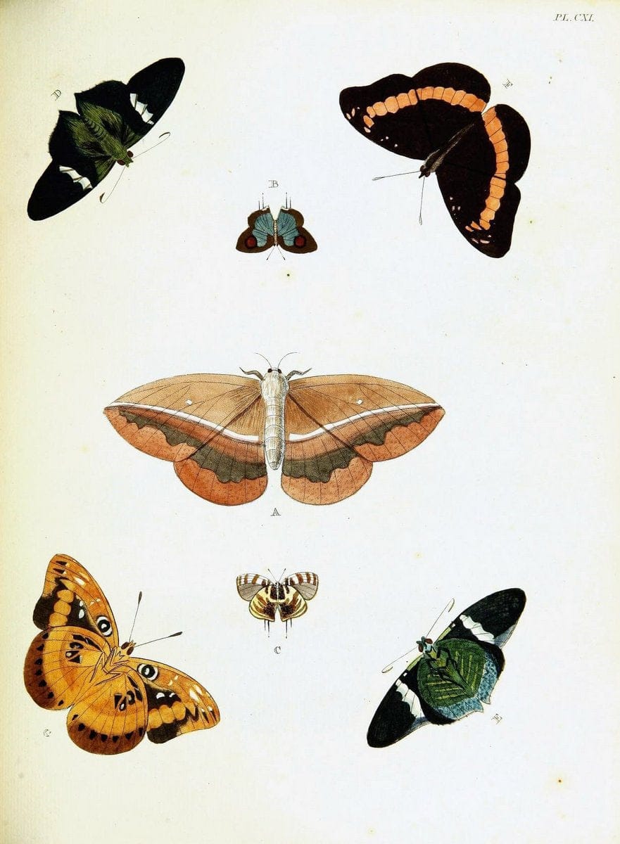 De uitlandsche kapellen voorkomende in de drie waereld-deelen, Asia, Africa en America,. | Africa America Asia Lepidoptera Surinam "Cornell University Library" | Vintage Print Reproduction 466683