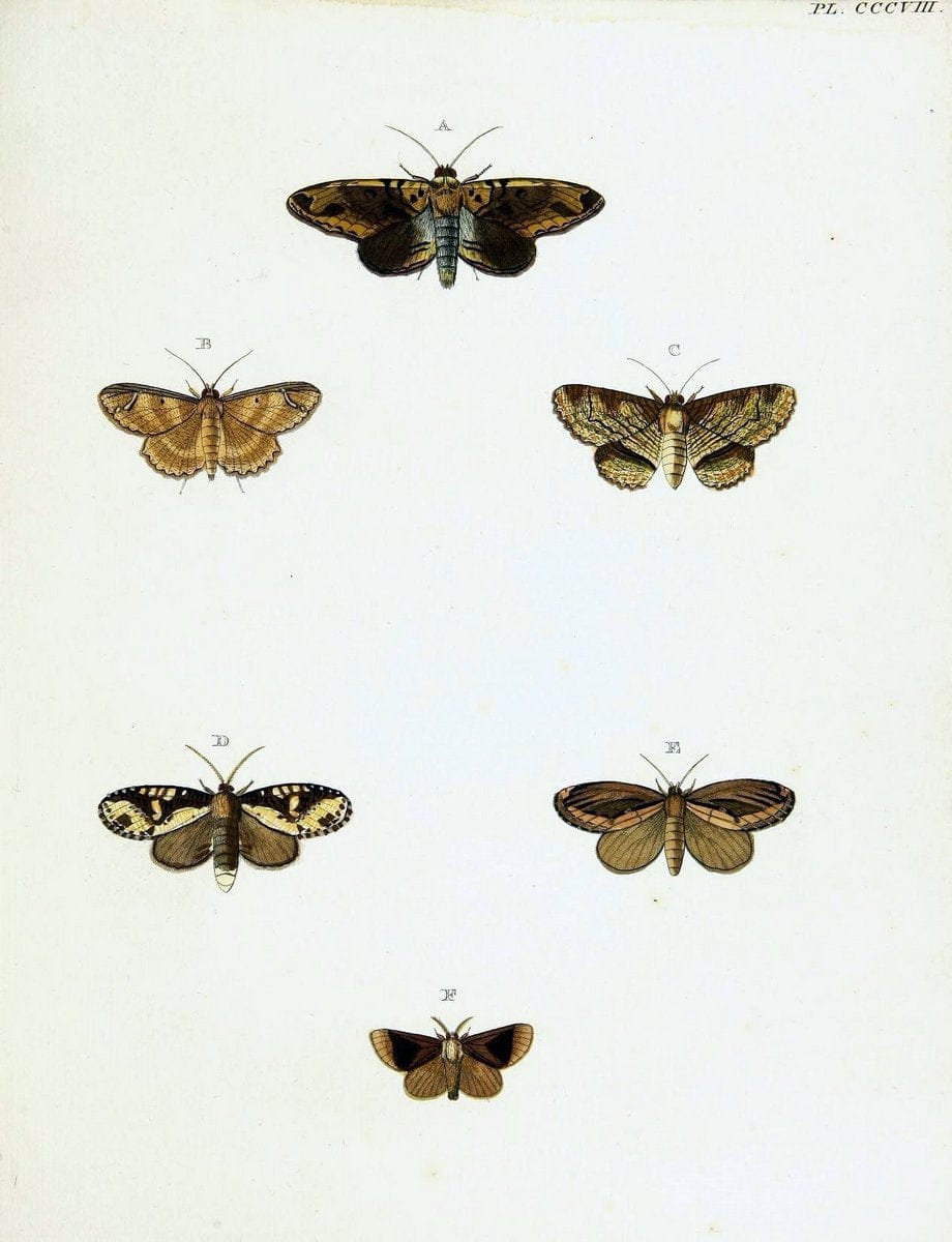 De uitlandsche kapellen voorkomende in de drie waereld-deelen, Asia, Africa en America,. | Africa America Asia Lepidoptera Surinam "Cornell University Library" | Vintage Print Reproduction 466691