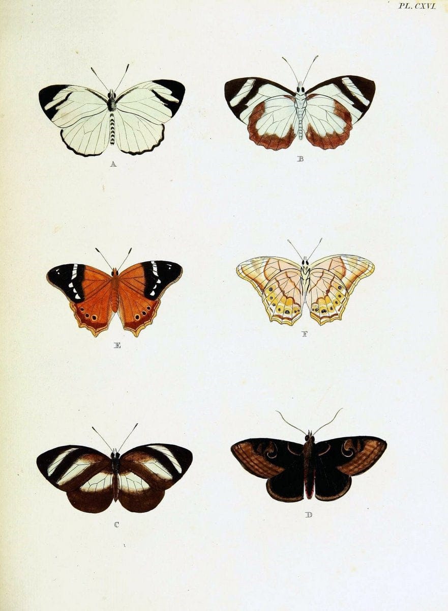 De uitlandsche kapellen voorkomende in de drie waereld-deelen, Asia, Africa en America,. | Africa America Asia Lepidoptera Surinam "Cornell University Library" | Vintage Print Reproduction 466693