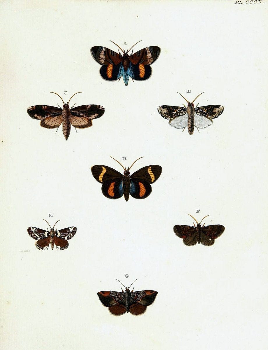 De uitlandsche kapellen voorkomende in de drie waereld-deelen, Asia, Africa en America,. | Africa America Asia Lepidoptera Surinam "Cornell University Library" | Vintage Print Reproduction 466695