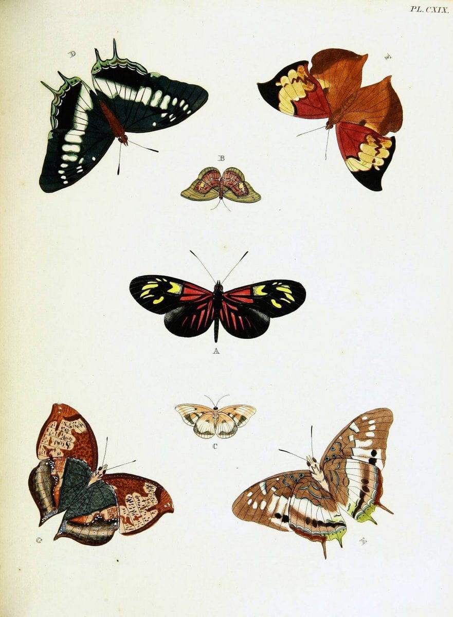 De uitlandsche kapellen voorkomende in de drie waereld-deelen, Asia, Africa en America,. | Africa America Asia Lepidoptera Surinam "Cornell University Library" | Vintage Print Reproduction 466698