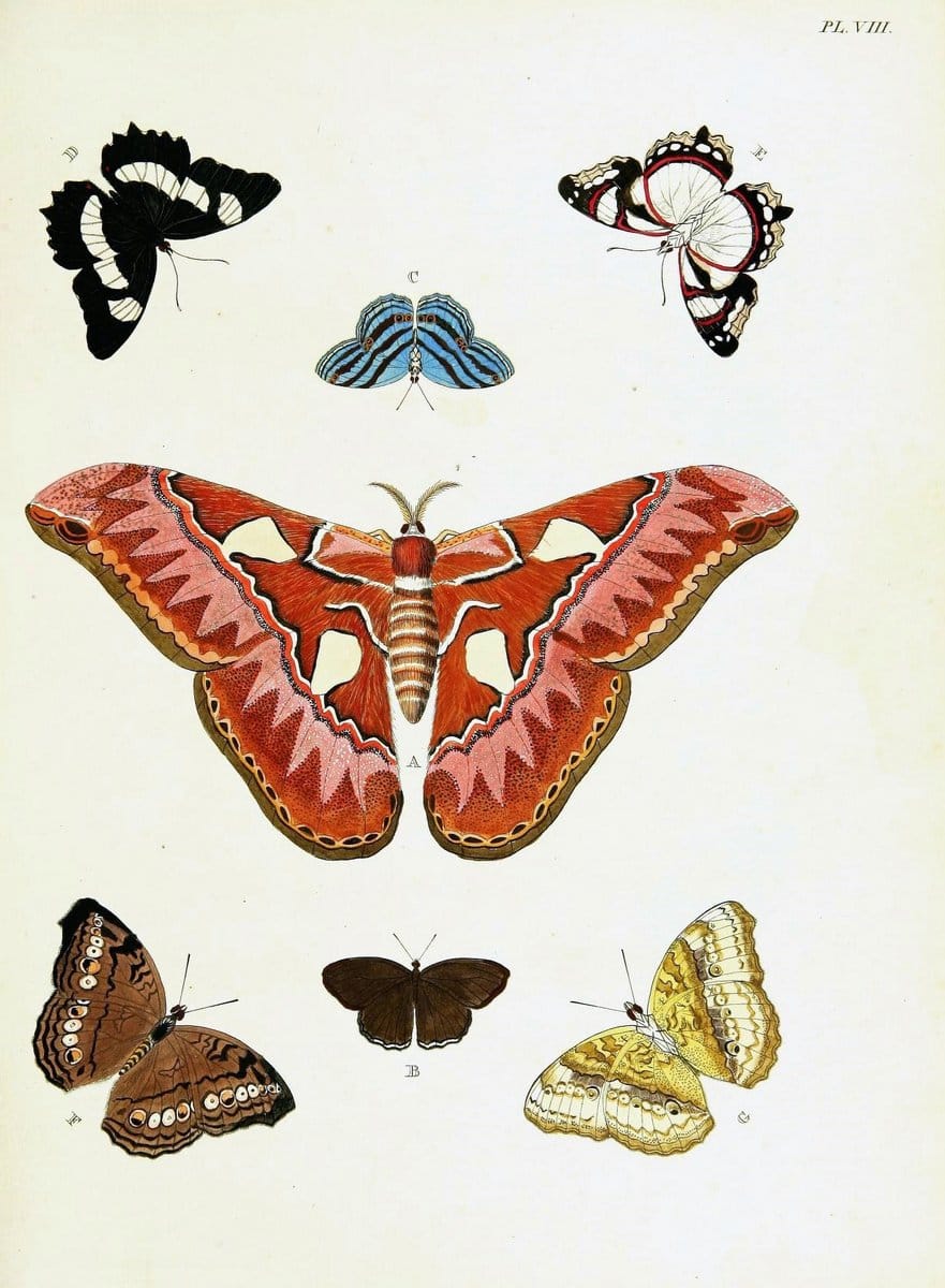 De uitlandsche kapellen voorkomende in de drie waereld-deelen, Asia, Africa en America,. | Africa America Asia Lepidoptera Surinam "Cornell University Library" | Vintage Print Reproduction 466700