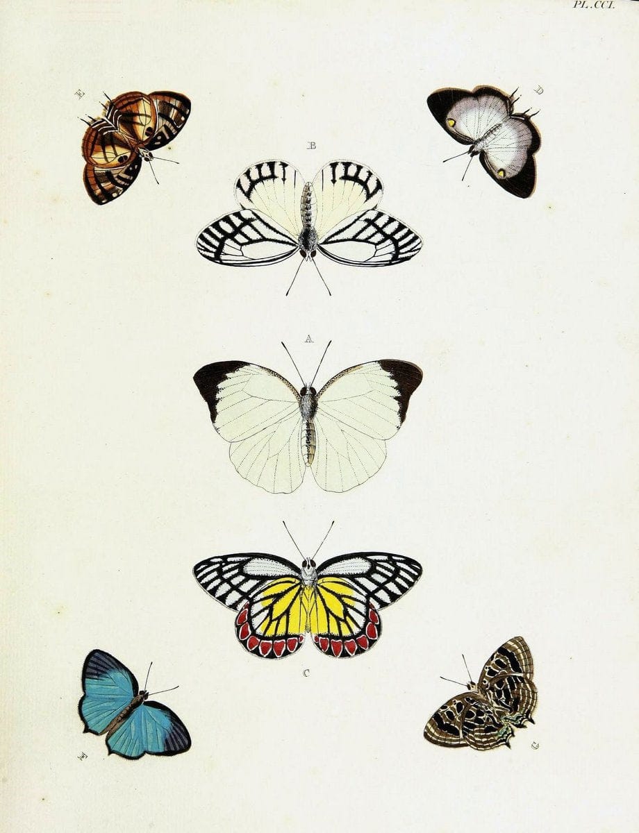 De uitlandsche kapellen voorkomende in de drie waereld-deelen, Asia, Africa en America,. | Africa America Asia Lepidoptera Surinam "Cornell University Library" | Vintage Print Reproduction 466701