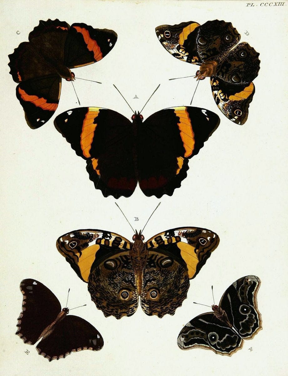 De uitlandsche kapellen voorkomende in de drie waereld-deelen, Asia, Africa en America,. | Africa America Asia Lepidoptera Surinam "Cornell University Library" | Vintage Print Reproduction 466702