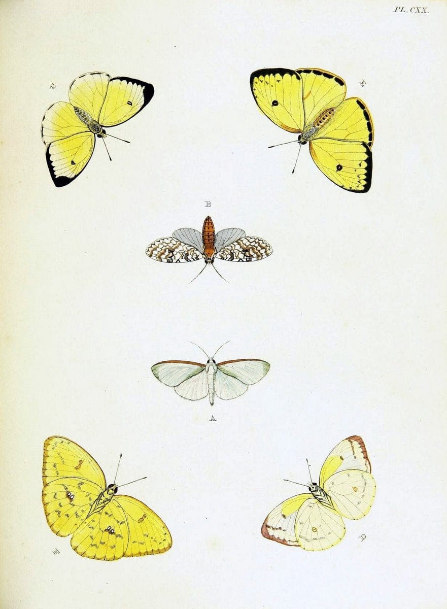 De uitlandsche kapellen voorkomende in de drie waereld-deelen, Asia, Africa en America,. | Africa America Asia Lepidoptera Surinam "Cornell University Library" | Vintage Print Reproduction 466703