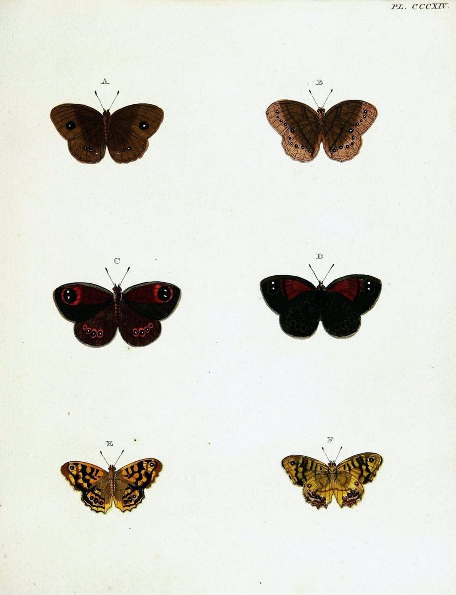 De uitlandsche kapellen voorkomende in de drie waereld-deelen, Asia, Africa en America,. | Africa America Asia Lepidoptera Surinam "Cornell University Library" | Vintage Print Reproduction 466705