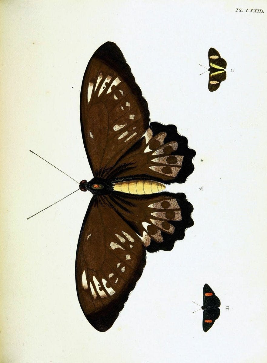 De uitlandsche kapellen voorkomende in de drie waereld-deelen, Asia, Africa en America,. | Africa America Asia Lepidoptera Surinam "Cornell University Library" | Vintage Print Reproduction 466708