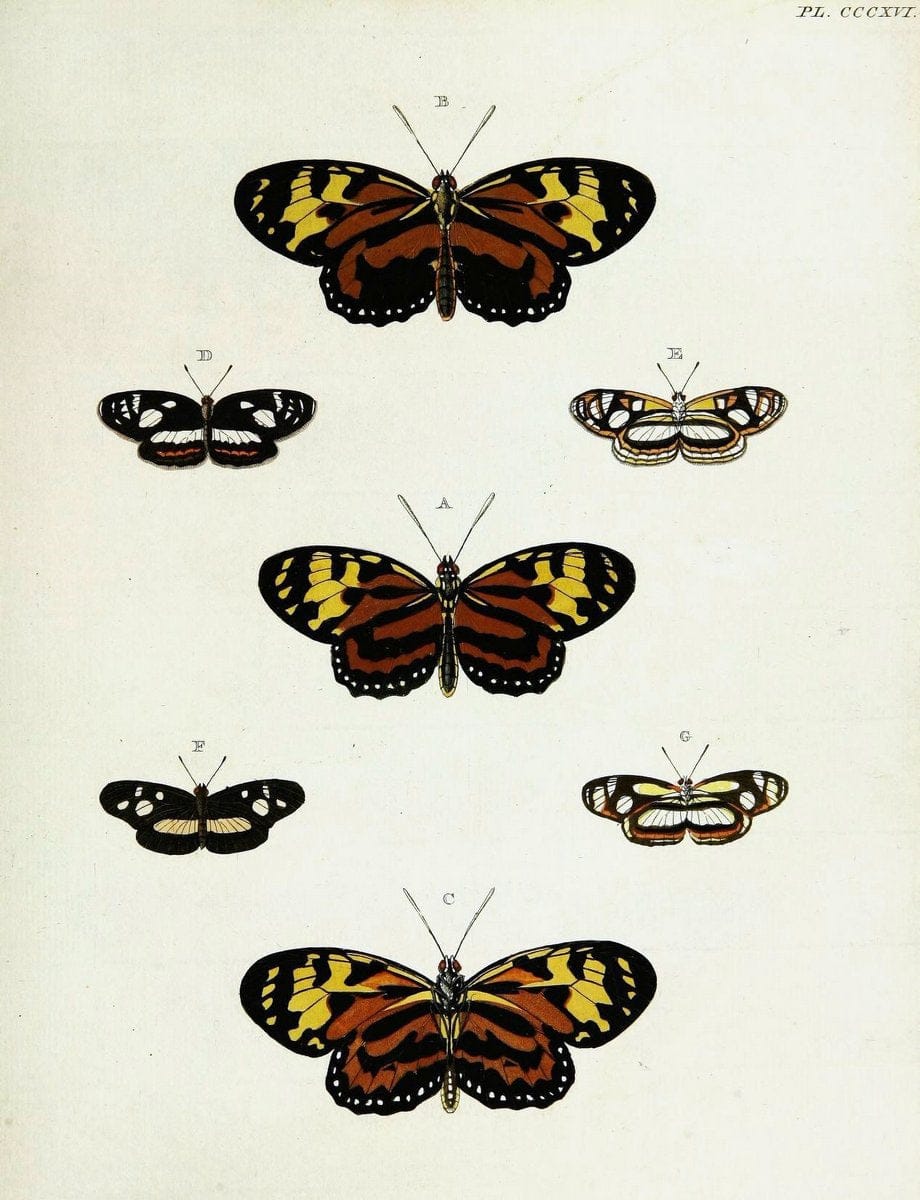 De uitlandsche kapellen voorkomende in de drie waereld-deelen, Asia, Africa en America,. | Africa America Asia Lepidoptera Surinam "Cornell University Library" | Vintage Print Reproduction 466709