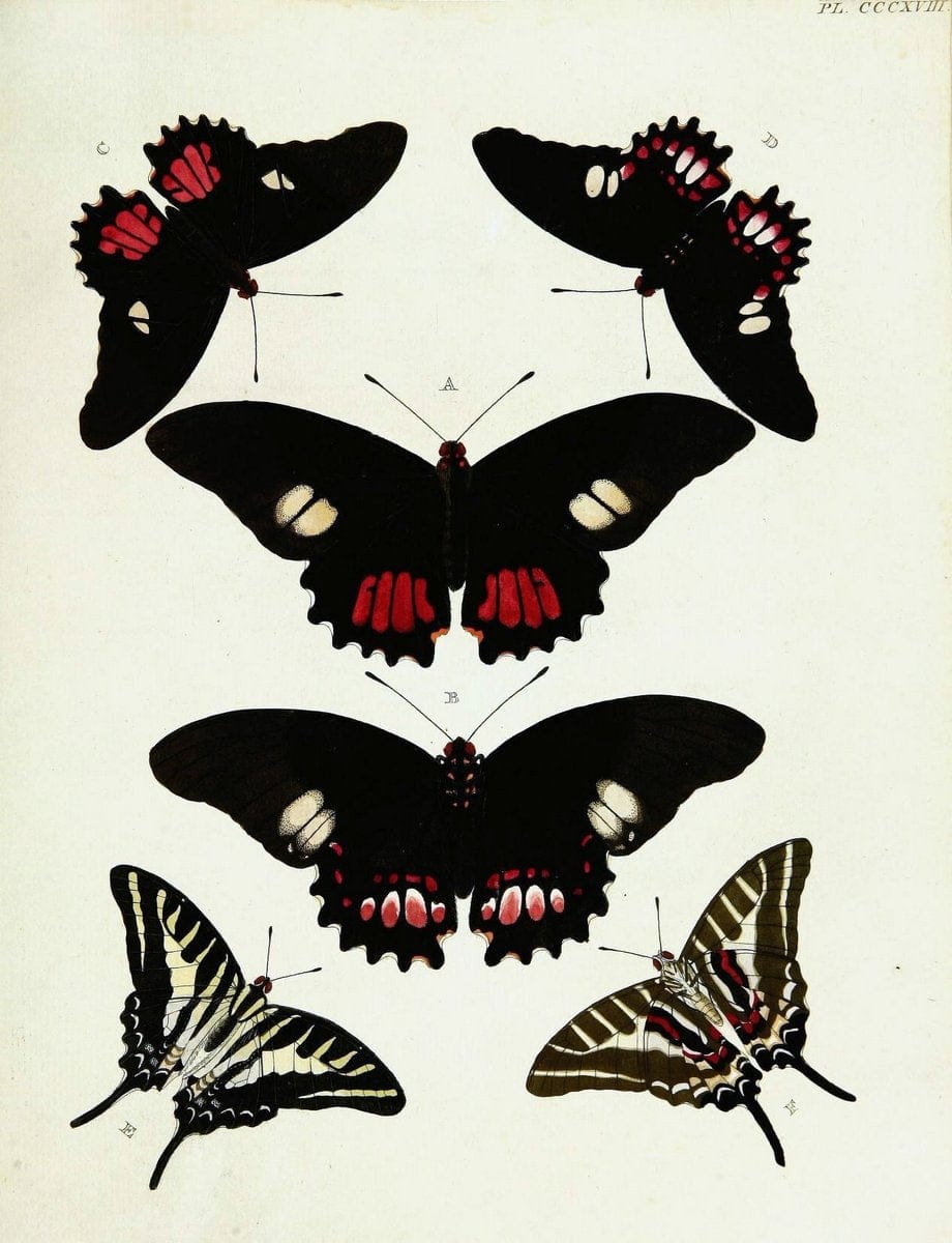 De uitlandsche kapellen voorkomende in de drie waereld-deelen, Asia, Africa en America,. | Africa America Asia Lepidoptera Surinam "Cornell University Library" | Vintage Print Reproduction 466712