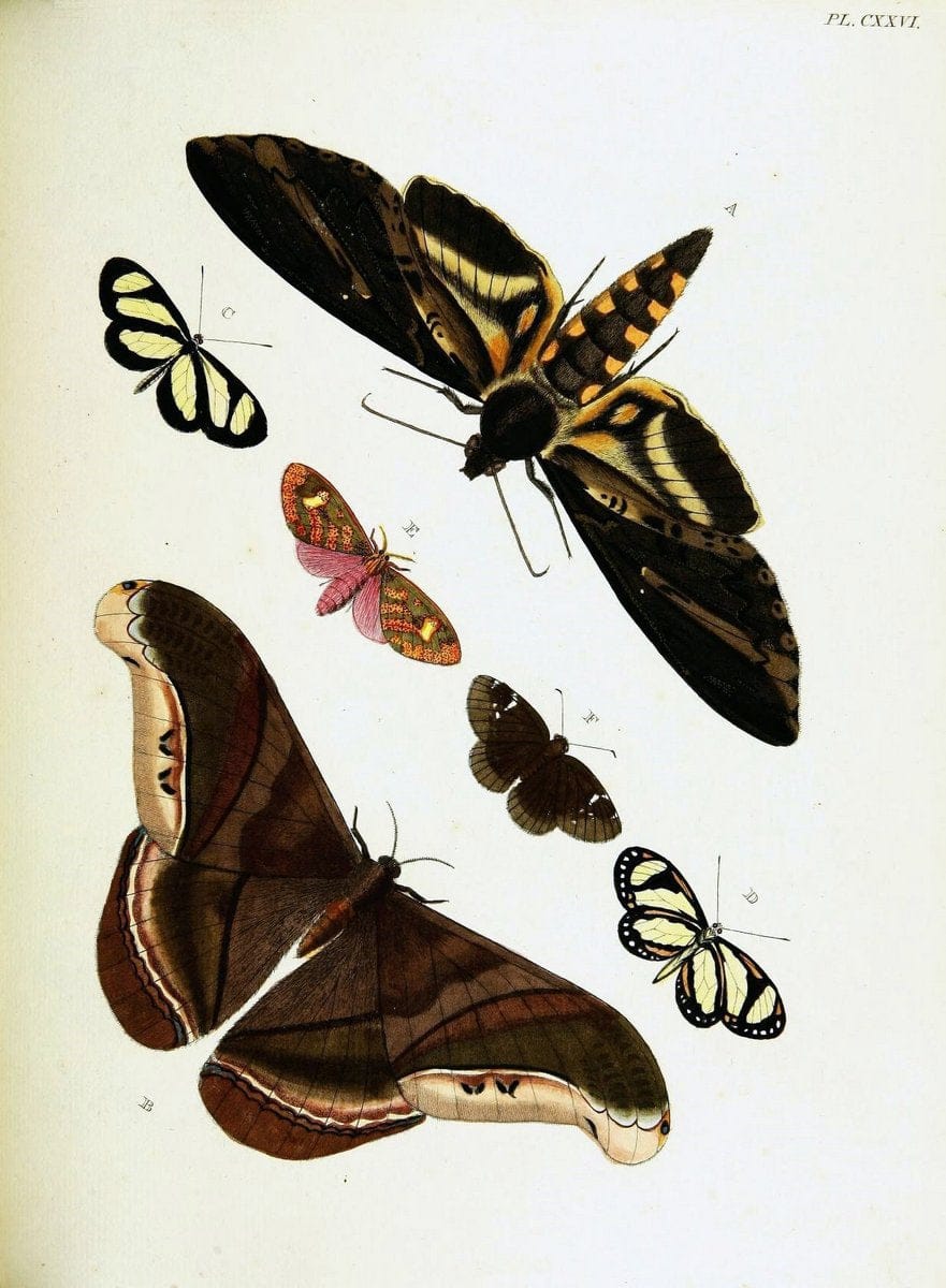 De uitlandsche kapellen voorkomende in de drie waereld-deelen, Asia, Africa en America,. | Africa America Asia Lepidoptera Surinam "Cornell University Library" | Vintage Print Reproduction 466714