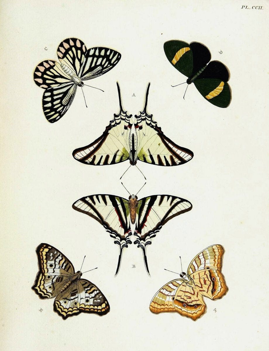 De uitlandsche kapellen voorkomende in de drie waereld-deelen, Asia, Africa en America,. | Africa America Asia Lepidoptera Surinam "Cornell University Library" | Vintage Print Reproduction 466723