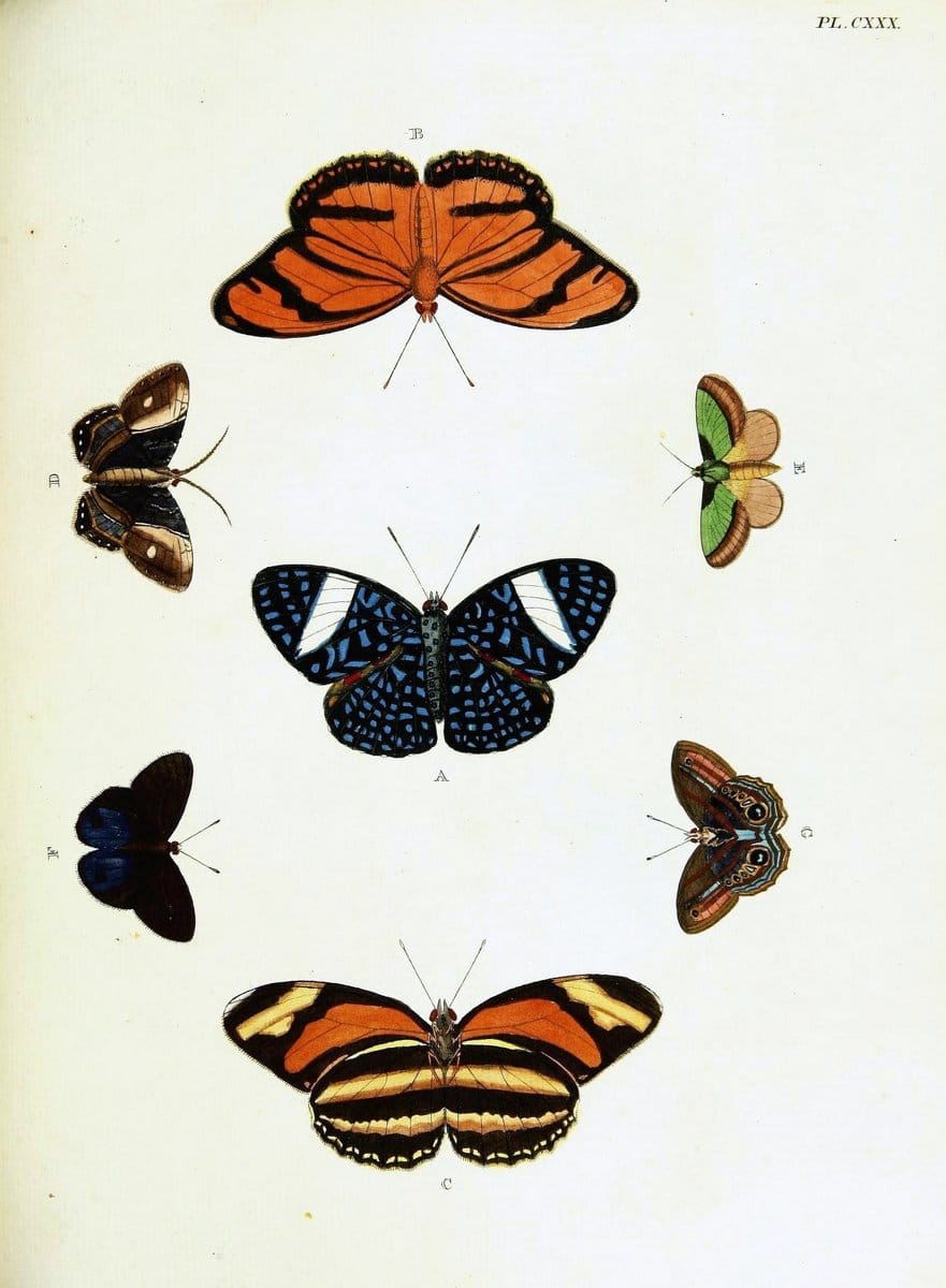De uitlandsche kapellen voorkomende in de drie waereld-deelen, Asia, Africa en America,. | Africa America Asia Lepidoptera Surinam "Cornell University Library" | Vintage Print Reproduction 466724