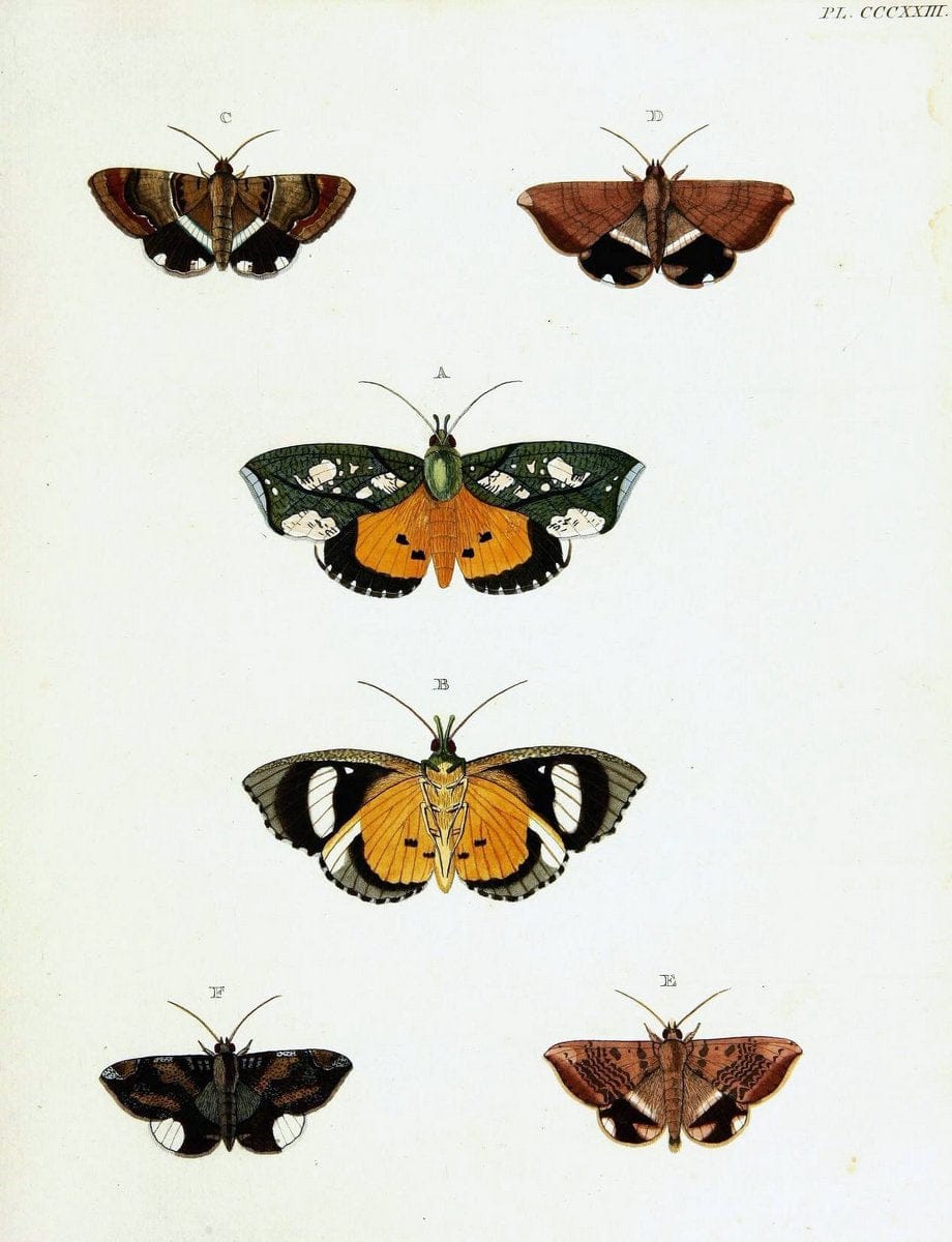 De uitlandsche kapellen voorkomende in de drie waereld-deelen, Asia, Africa en America,. | Africa America Asia Lepidoptera Surinam "Cornell University Library" | Vintage Print Reproduction 466725