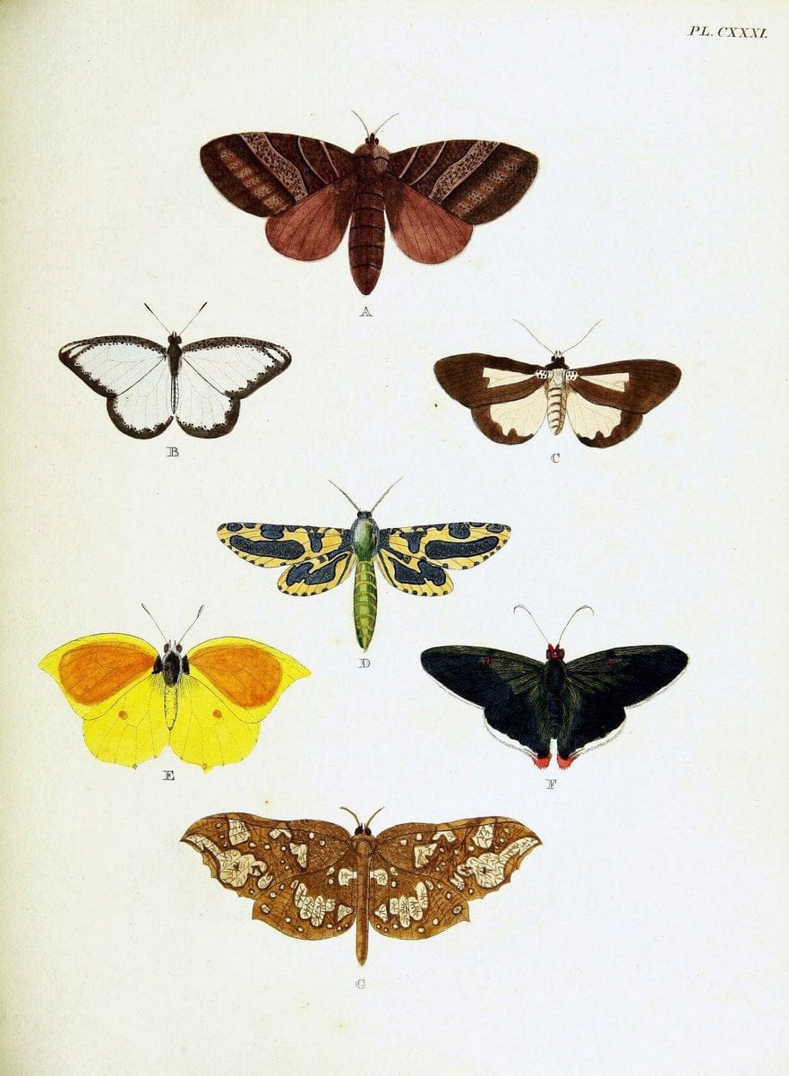 De uitlandsche kapellen voorkomende in de drie waereld-deelen, Asia, Africa en America,. | Africa America Asia Lepidoptera Surinam "Cornell University Library" | Vintage Print Reproduction 466727